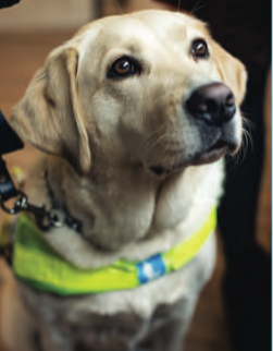 © National Guide Dog centre